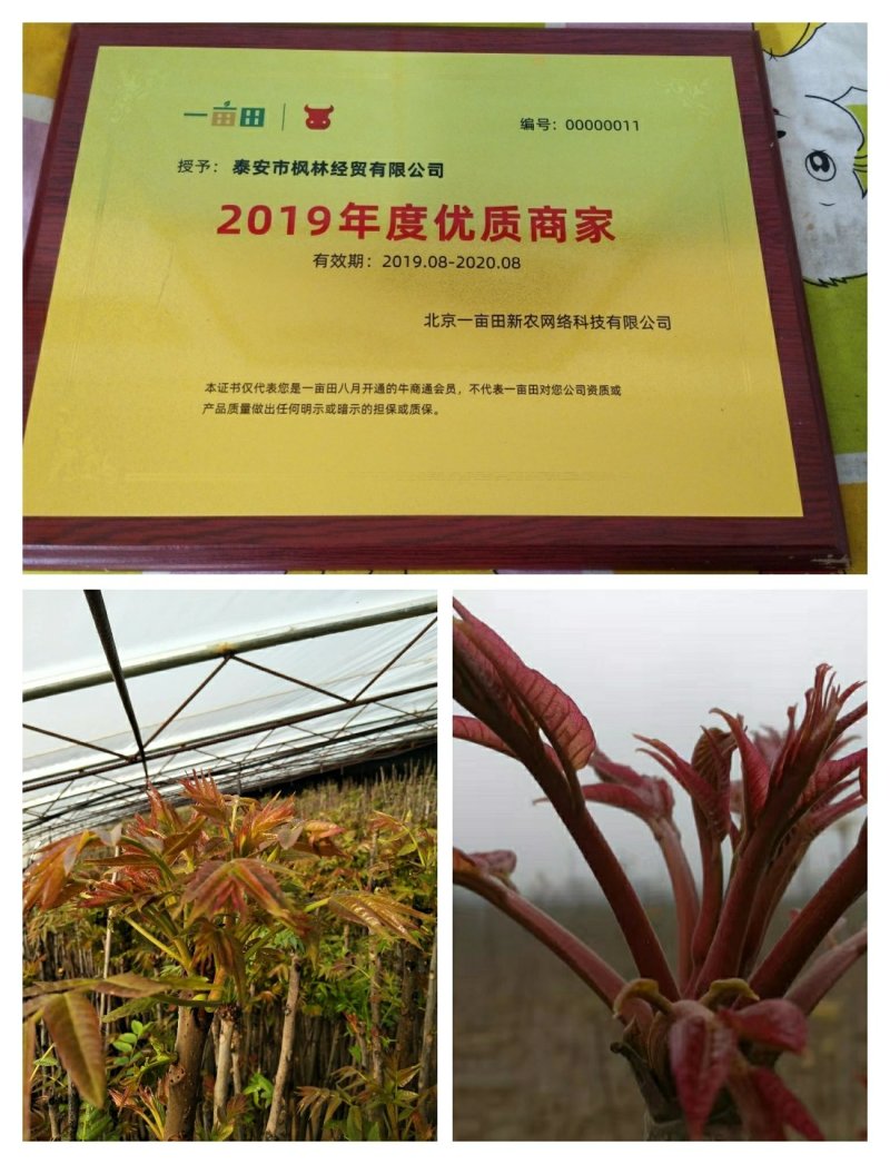 红油香椿苗香椿苗红油6号矮化香椿苗提供技术指导