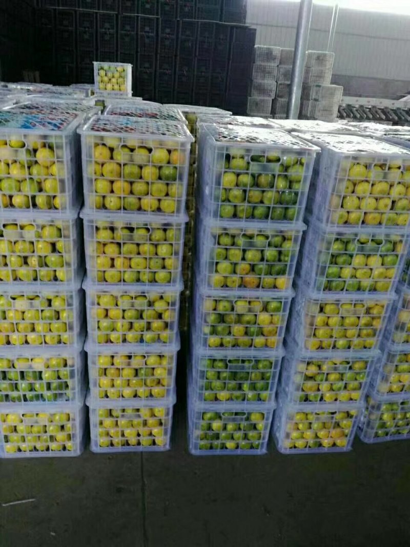 特早蜜橘已上市，口感好，果面干净，诚信经营，合作共赢