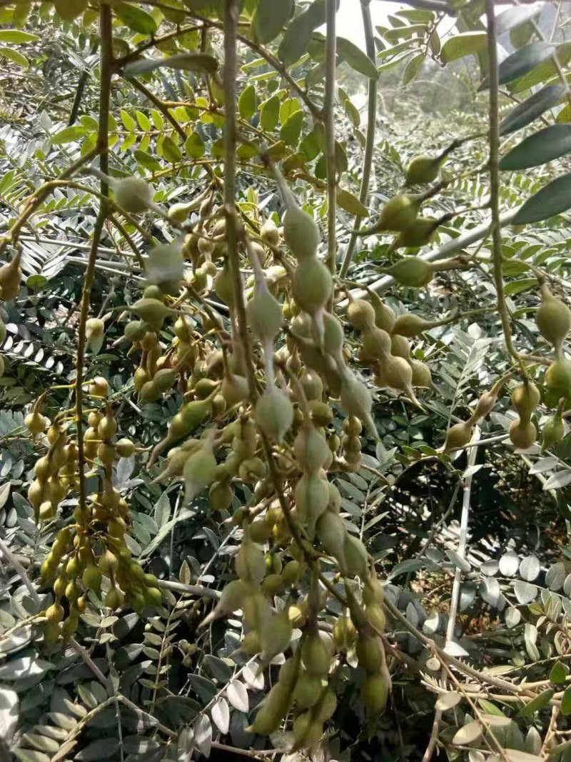 老藤山豆根种子