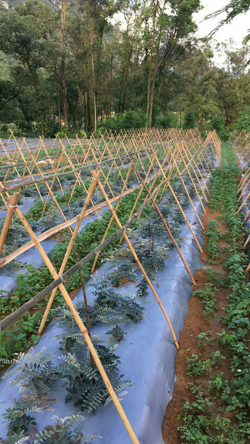 老藤山豆根种子