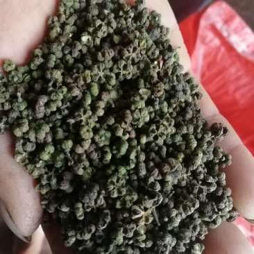 莫茱萸