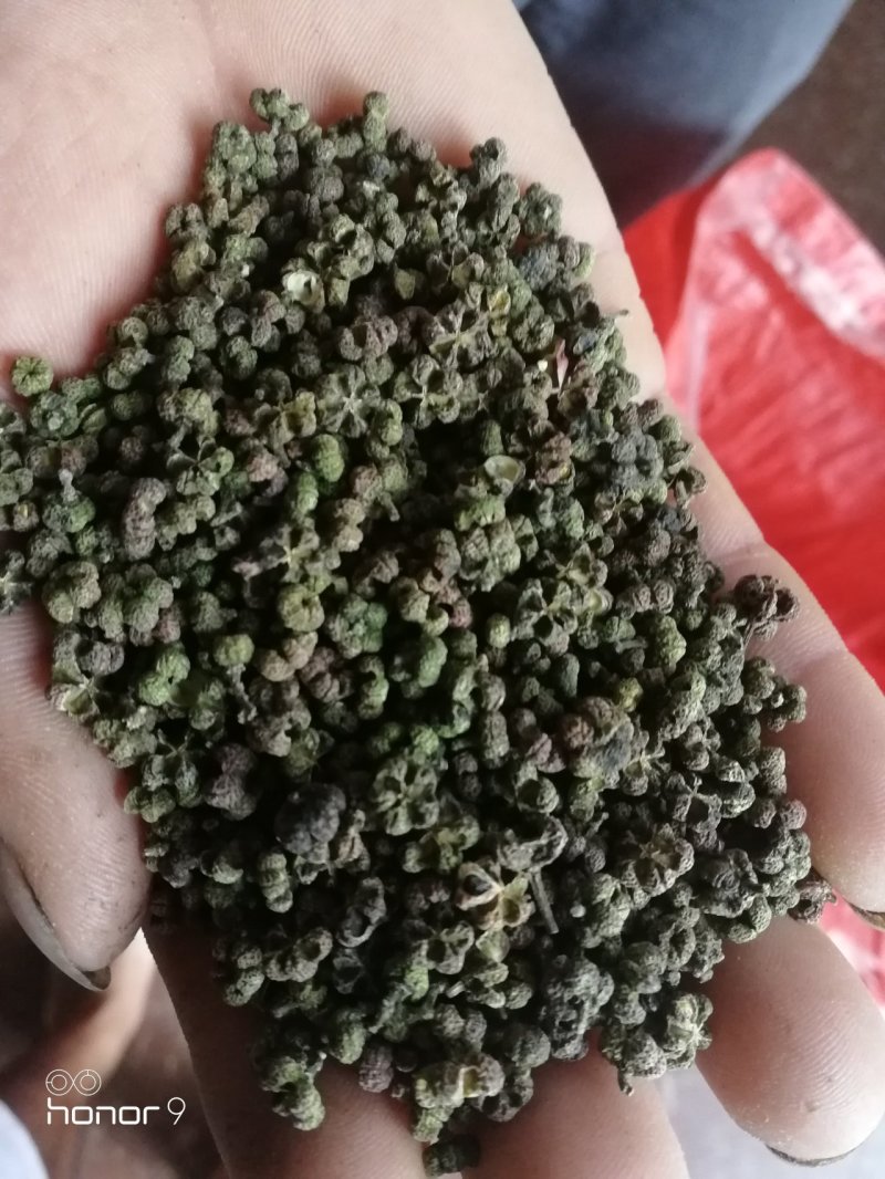 莫茱萸