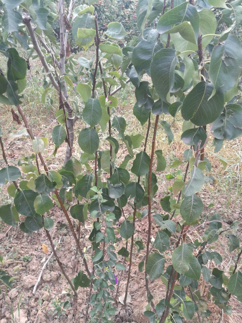 雨露香梨树苗双8以上的