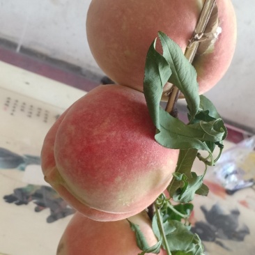 冬蜜桃