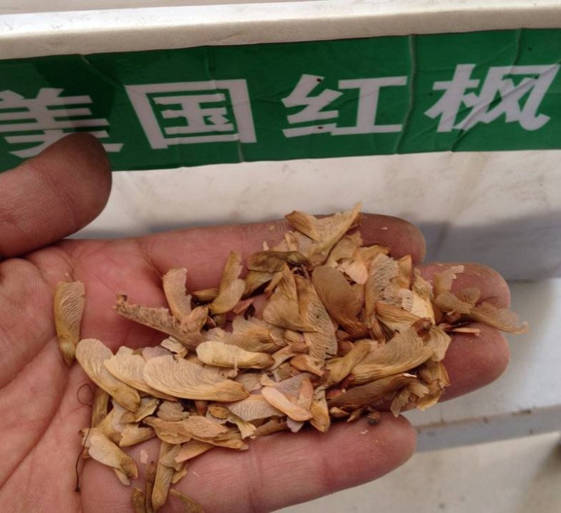 美国红枫种子发芽率95％可货到付款