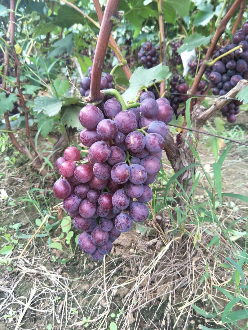 巨峰葡萄