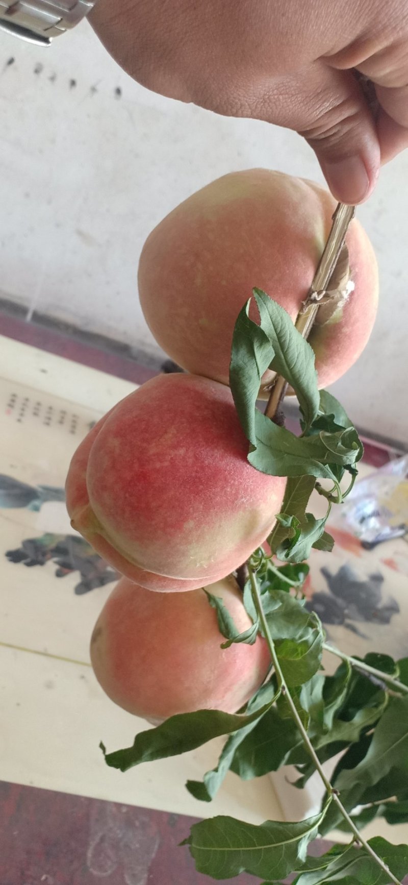 冬蜜桃