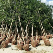 批发桂花树大树苗金桂2-15公分粗桂花树苗八月桂