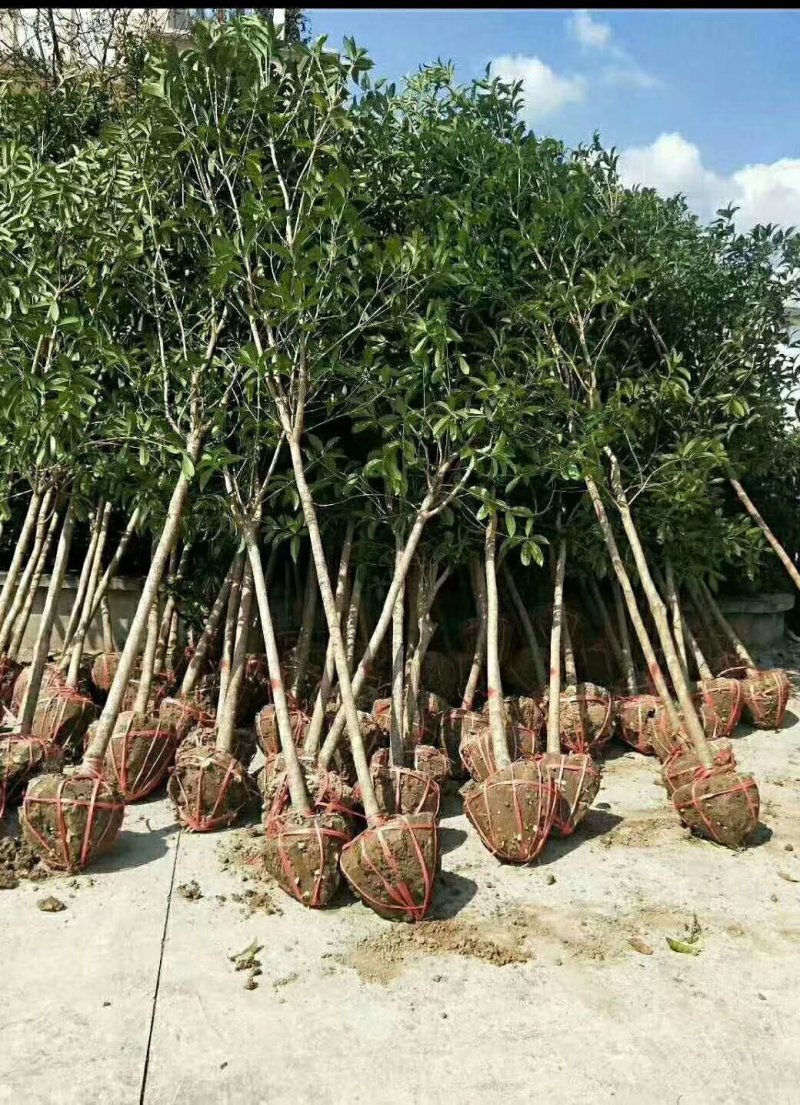 批发桂花树大树苗金桂2-15公分粗桂花树苗八月桂