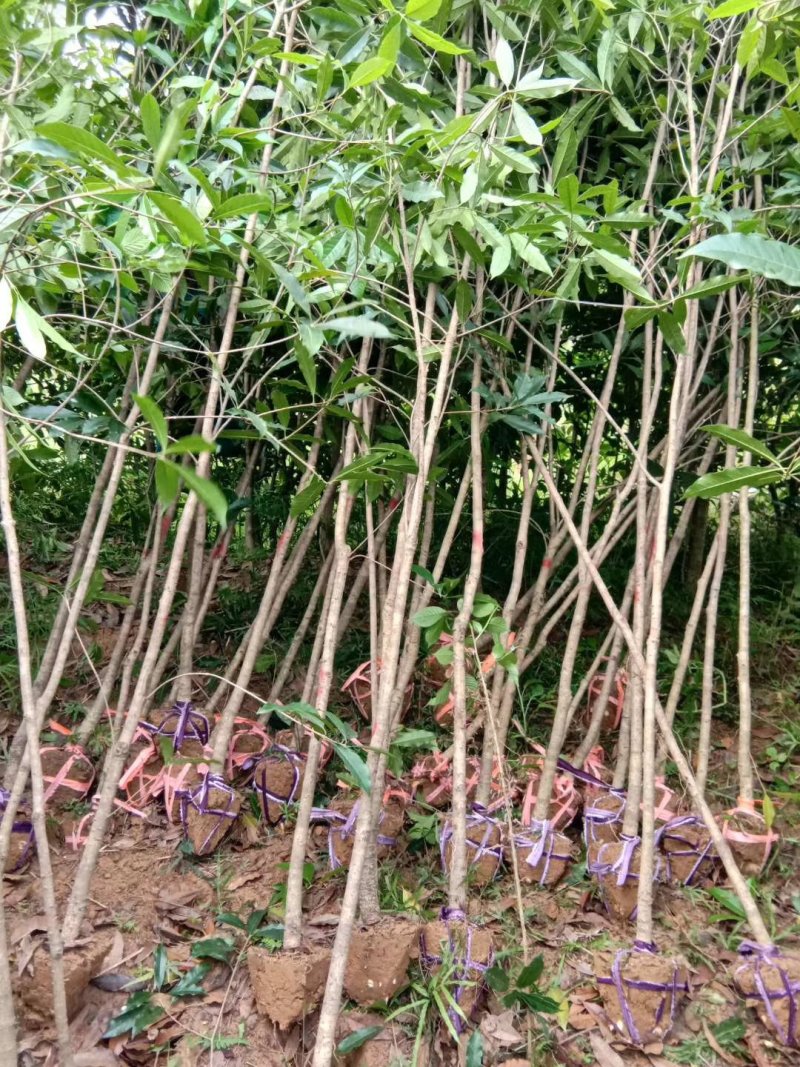 批发桂花树大树苗金桂2-15公分粗桂花树苗八月桂