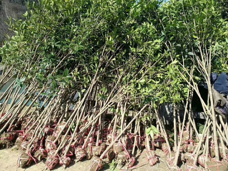 批发桂花树大树苗金桂2-15公分粗桂花树苗八月桂
