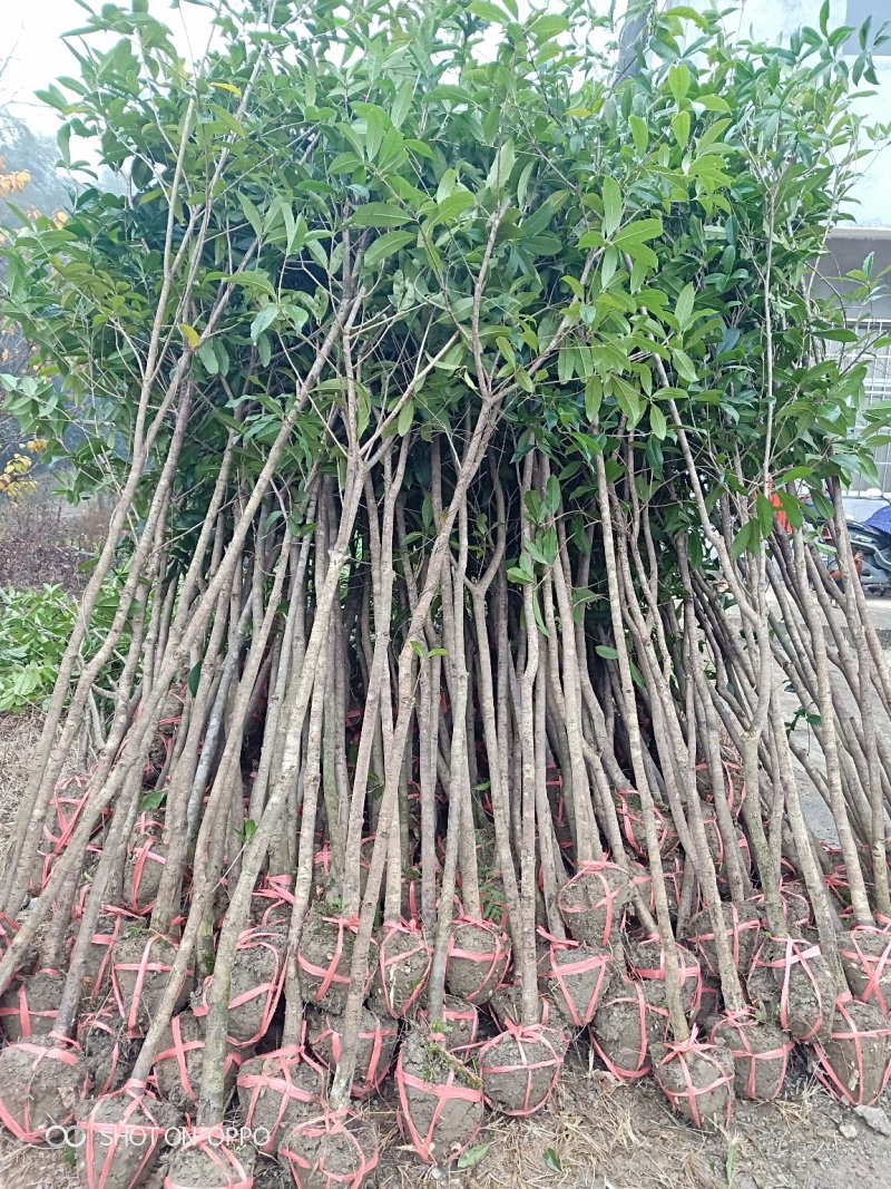 批发桂花树大树苗金桂2-15公分粗桂花树苗八月桂