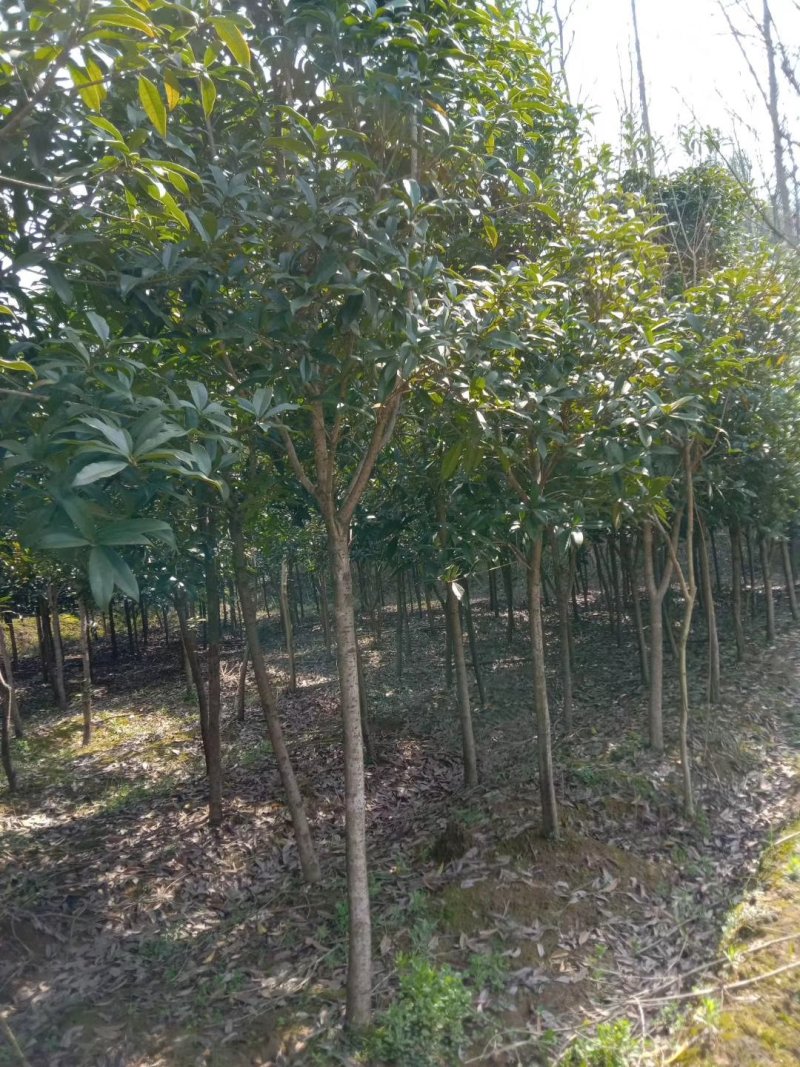 批发桂花树大树苗金桂2-15公分粗桂花树苗八月桂