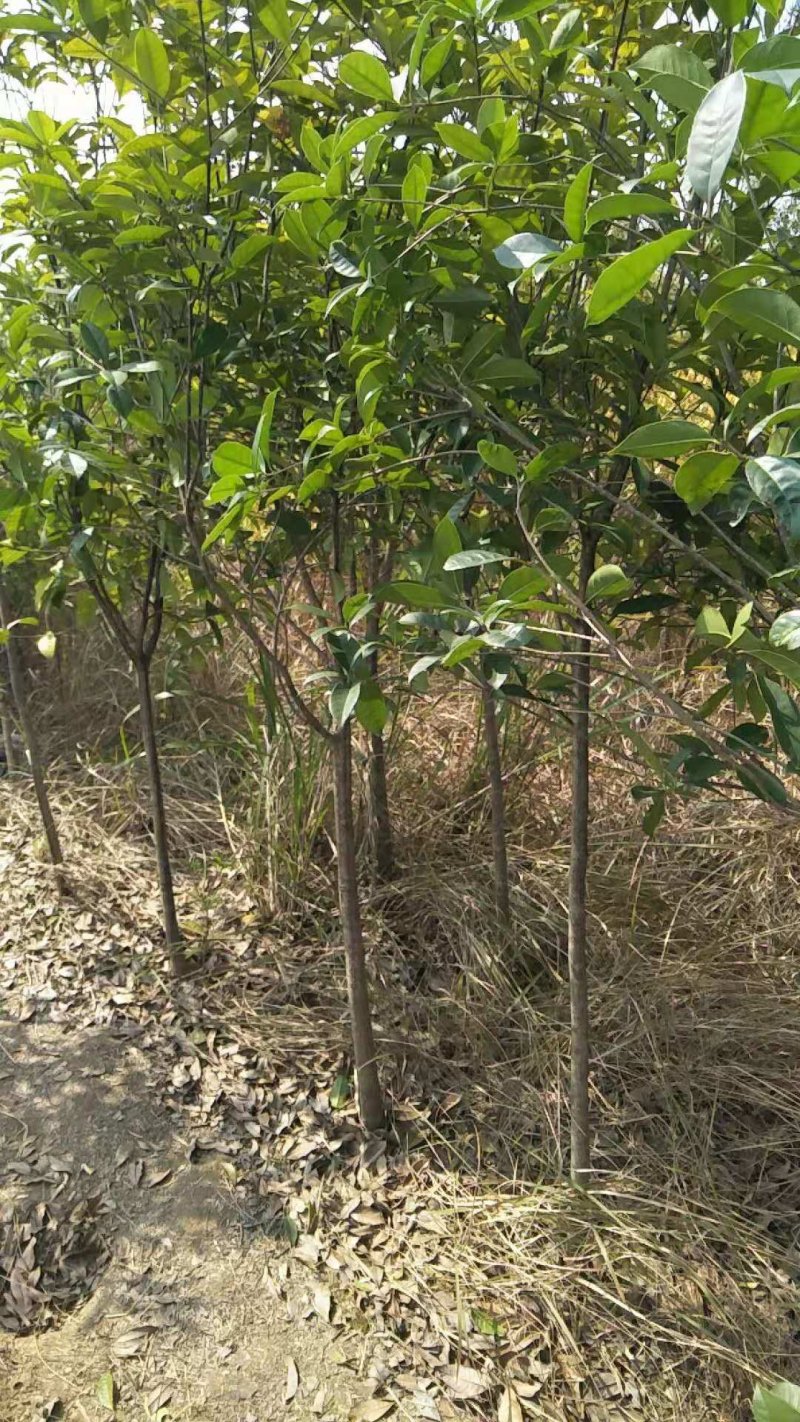 批发桂花树大树苗金桂2-15公分粗桂花树苗八月桂