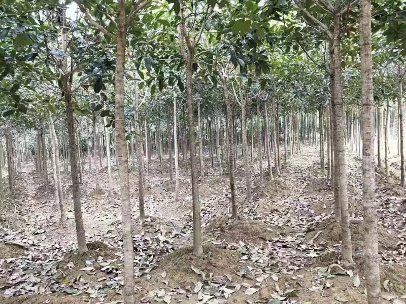 批发桂花树大树苗金桂2-15公分粗桂花树苗八月桂