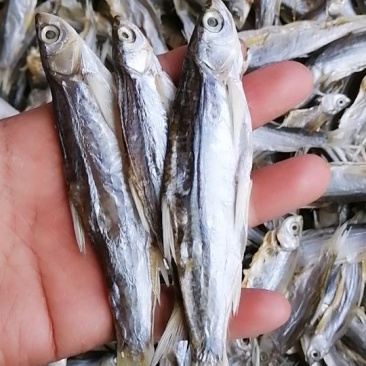 小鱼干餐条鱼干刁子鱼鱼干干货