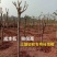批发桂花树大树苗金桂2-15公分粗桂花树苗八月桂