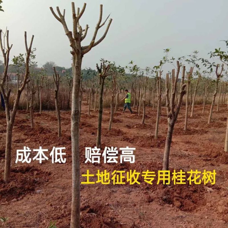 批发桂花树大树苗金桂2-15公分粗桂花树苗八月桂