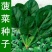 多利牌全能菠菜种子杂交高产老牌子原装400克