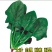 多利牌全能菠菜种子杂交高产老牌子原装400克