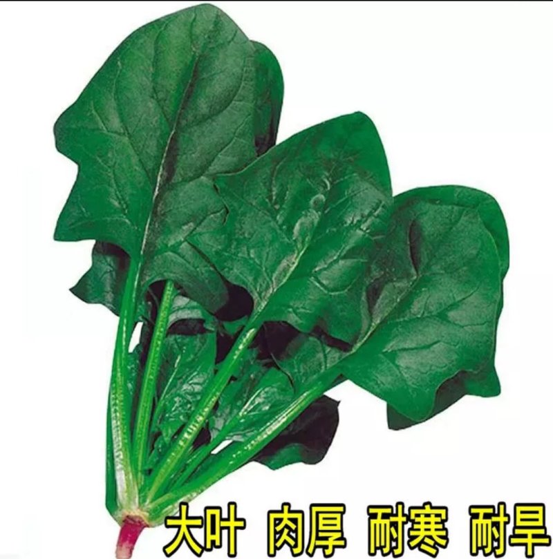 多利牌全能菠菜种子杂交高产老牌子原装400克
