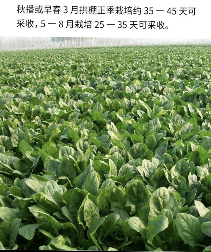 多利牌全能菠菜种子杂交高产老牌子原装400克