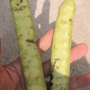 皂角