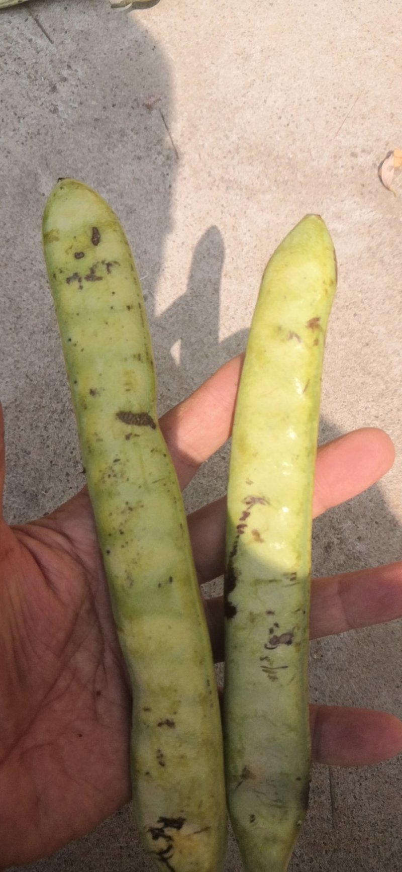 皂角