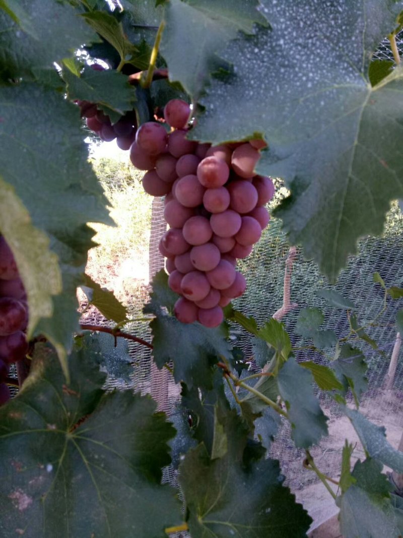 套袋巨峰大量上市，白菜价