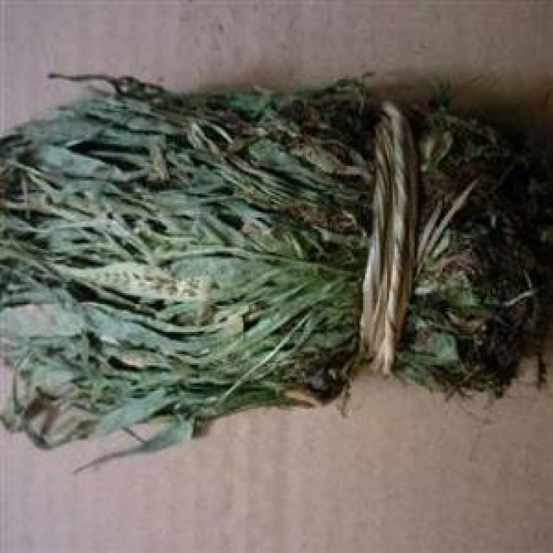 马蹬草过钱草还阳草小石苇千余品种供应承接订单