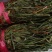 马蹬草过钱草还阳草小石苇千余品种供应承接订单