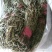 马蹬草过钱草还阳草小石苇千余品种供应承接订单