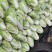 夏阳白菜，北京新三号白菜大量供应，质量好价格便宜装箱装袋