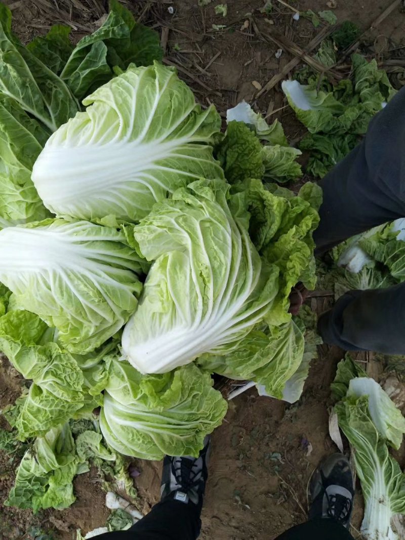 夏阳白菜，北京新三号白菜大量供应，质量好价格便宜装箱装袋