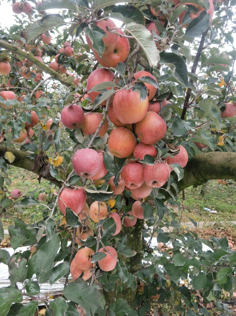 昭通丑苹果