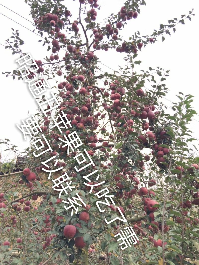 昭通丑苹果