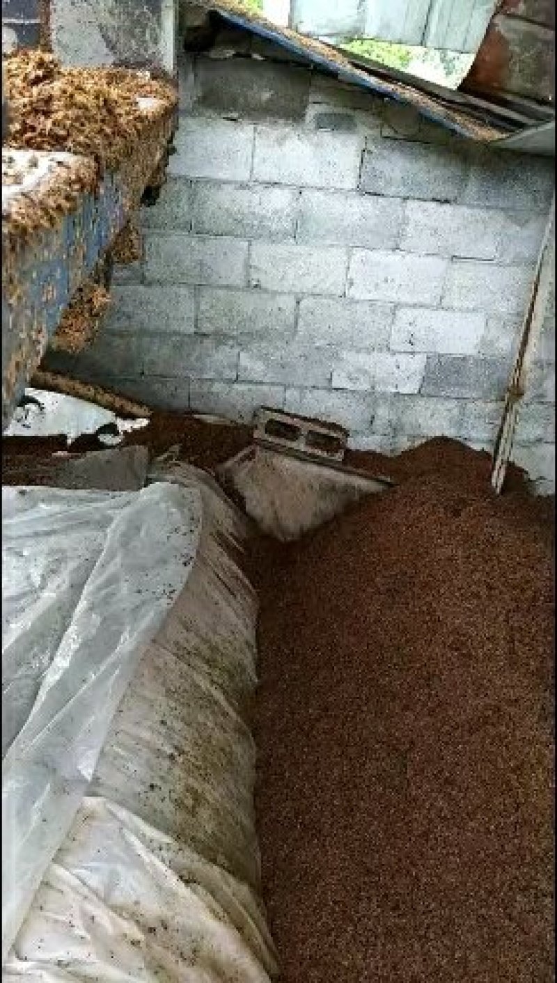 曲酒酒糟