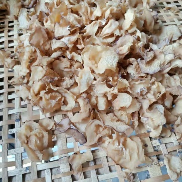 沙耳羊肚耳产地直销一手货源，单片无根代收代存