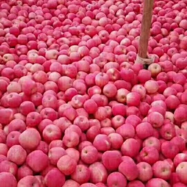 中果苹果基地直供