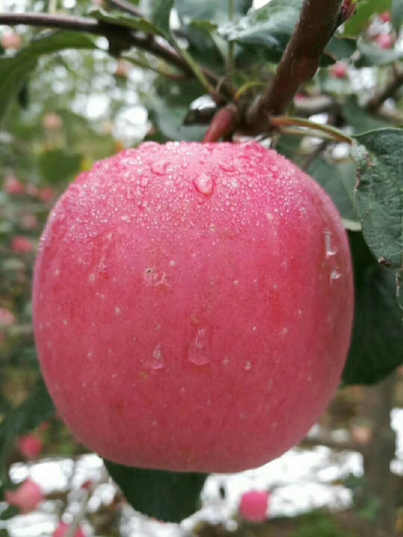 中果苹果基地直供