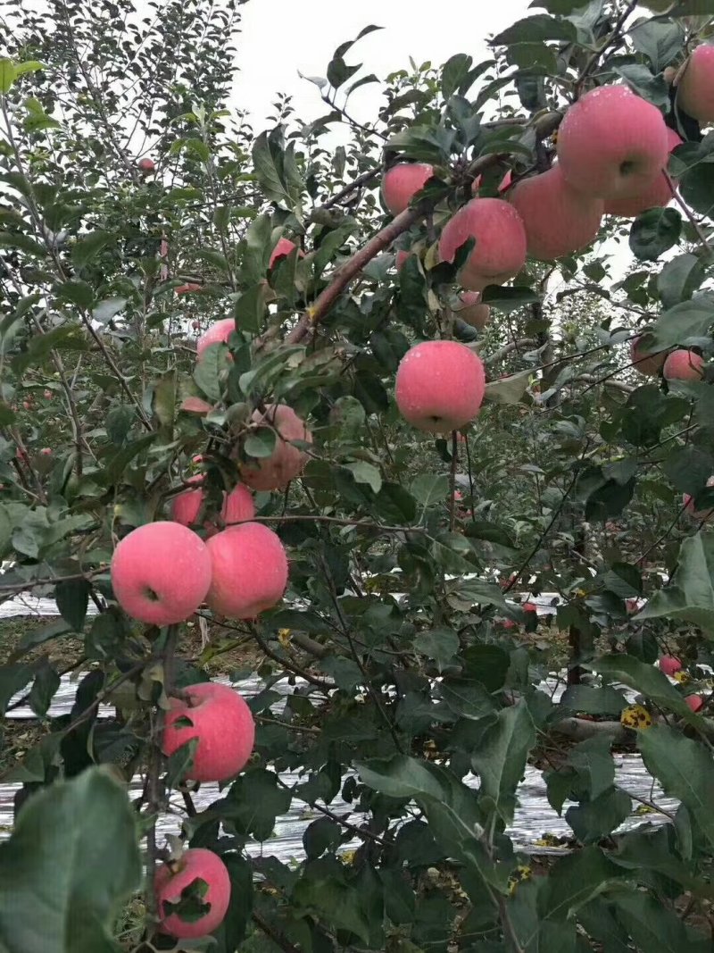 中果苹果基地直供