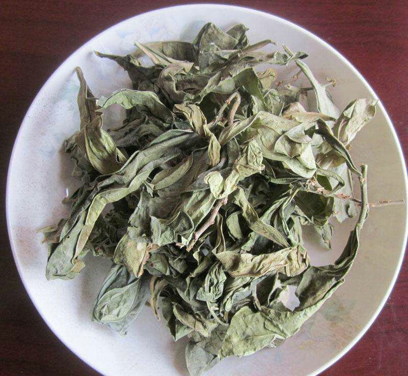龙利叶龙脷叶龙舌叶牛耳叶千余品种供应承接订单