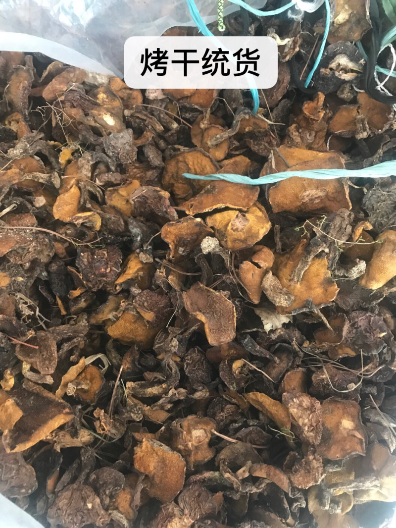 2021新货松蘑干蛾子手选代收18～22