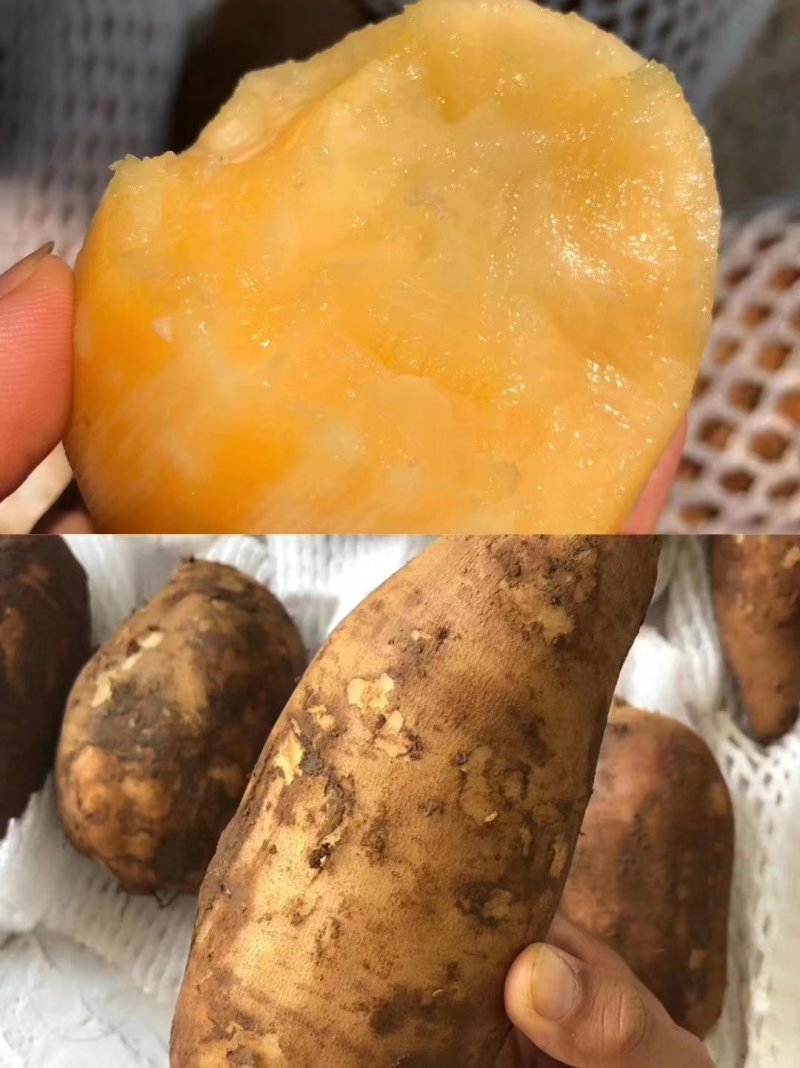 红薯成熟了