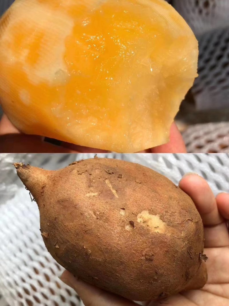 红薯成熟了