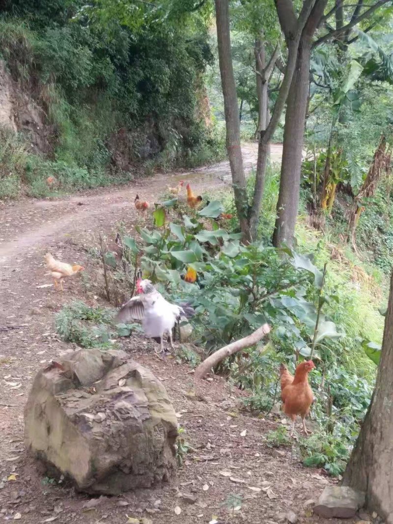 散养土鸡，喂养了9个月才两斤多，数量不多，需要的联系