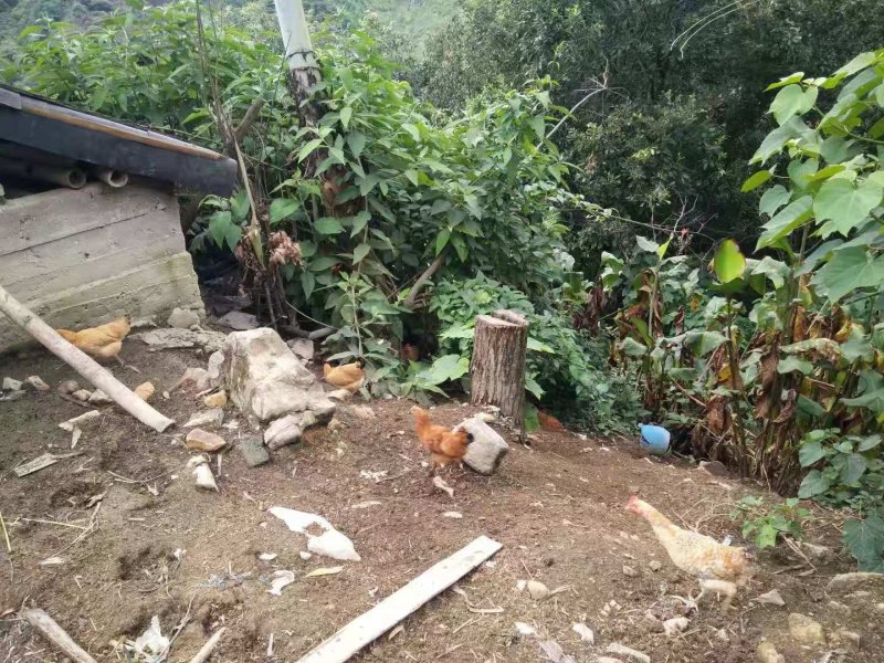散养土鸡，喂养了9个月才两斤多，数量不多，需要的联系