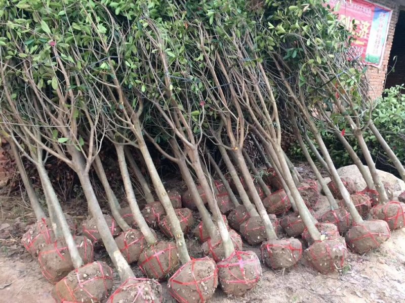 红叶石楠树单杆红叶石楠