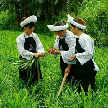 小黄姜代购代销，专业才做的更好!