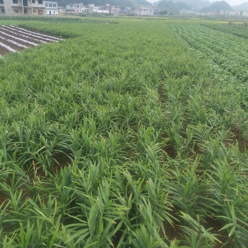 小黄姜代购代销，专业才做的更好!